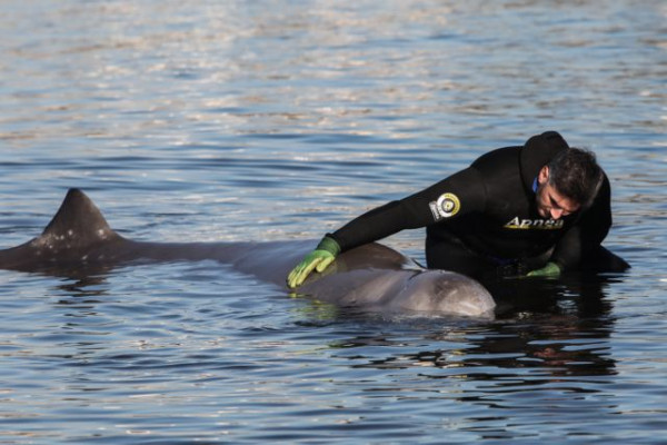 Φάλαινα στον Άλιμο: «Δυστυχώς αυτή τη στιγμή υποφέρει» – Τι λέει ο Γιώργος Αμυράς
