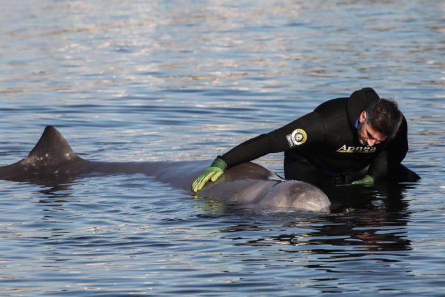 Φάλαινα στον Άλιμο: «Δυστυχώς αυτή τη στιγμή υποφέρει» - Τι λέει ο Γιώργος Αμυράς