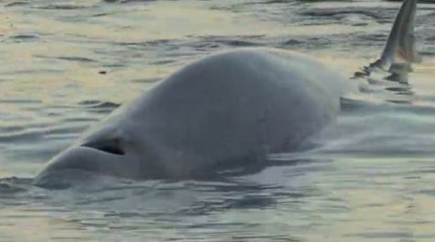 Απίστευτο: Φάλαινα κοντά στην παραλία του Αλίμου – Τι συνέβη