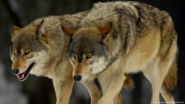 «Καλλιστώ»: Δεν γνωρίζουμε αν ήταν λύκος το ζώο που επιτέθηκε στα σκυλιά στο Διόνυσο