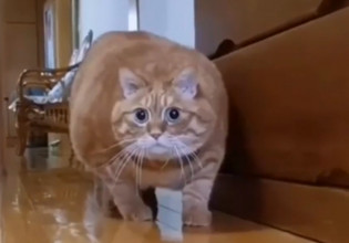 Γάτα – Ανακαλύπτει κρυφή κάμερα και η αντίδρασή της είναι ξεκαρδιστική