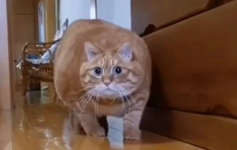 Γάτα – Ανακαλύπτει κρυφή κάμερα και η αντίδρασή της είναι ξεκαρδιστική