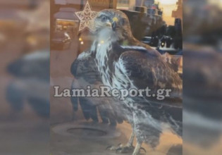 Λαμία – Γεράκι μπήκε μέσα σε πιτσαρία – Απεγκλωβίστηκε από την Πυροσβεστική