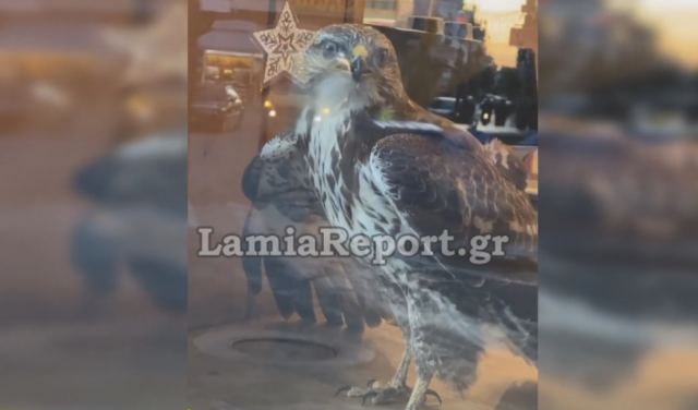 Λαμία – Γεράκι μπήκε μέσα σε πιτσαρία – Απεγκλωβίστηκε από την Πυροσβεστική