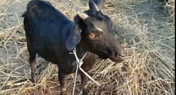 Ινδία – Κατσίκα γέννησε ανθρωπόμορφο κατσικάκι