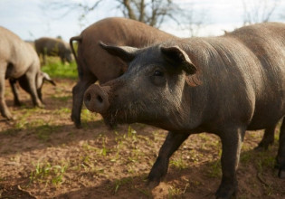 Αγριόχοιροι – Ο ανεξέλεγκτος πληθυσμός καταστρέφει καλλιέργειες