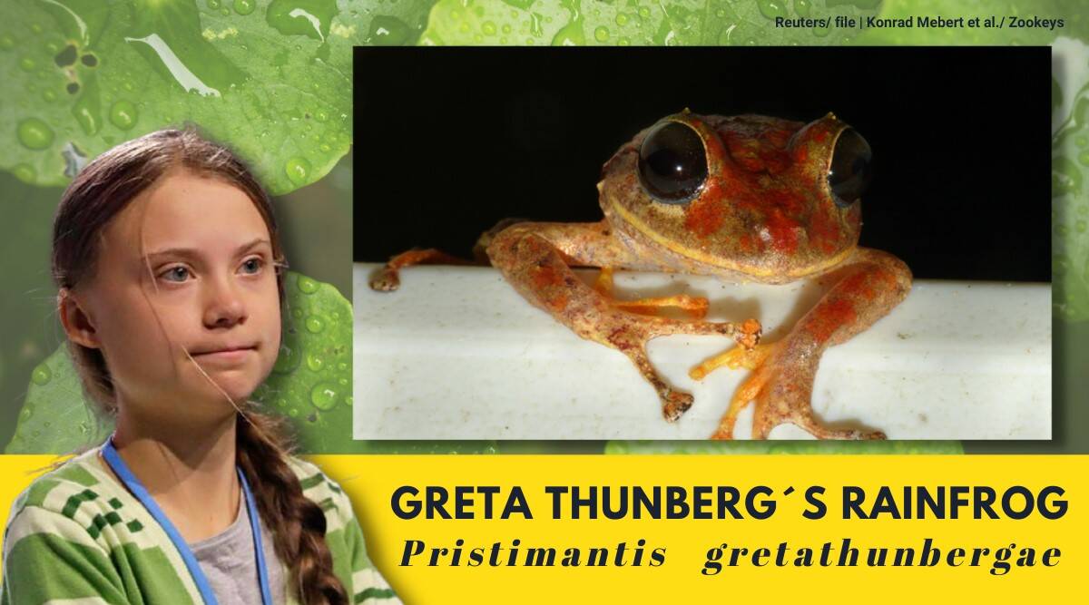 Γκρέτα Τούνμπεργκ - Έδωσαν το όνομά της σε νέο είδος βατράχου που ανακαλύφθηκε στον Παναμά