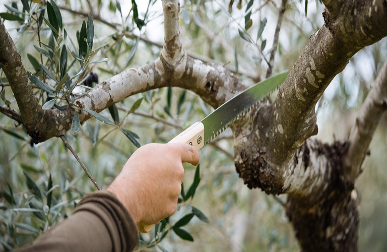 Ελιά – Γιατί το κλάδεμα αποτελεί την σημαντικότερη φροντίδα