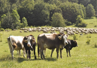 Συνδεδεμένες ενισχύσεις – Στην κτηνοτροφία κατευθύνεται το 73%