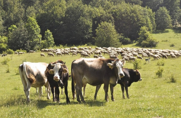 Συνδεδεμένες ενισχύσεις – Στην κτηνοτροφία κατευθύνεται το 73%