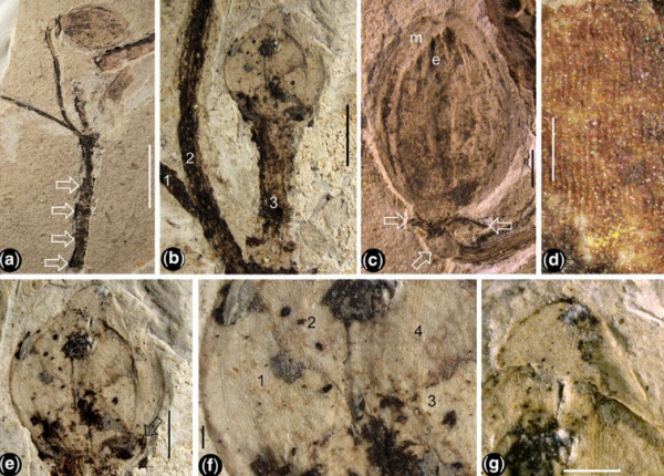 Βιολογία – Ανακαλύφθηκε το αρχαιότερο απολιθωμένο μπουμπούκι λουλουδιού