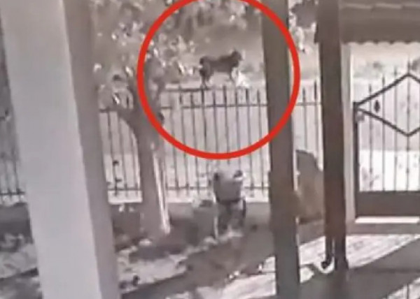 Ημαθία: Λύκοι… πολιορκούν σπίτι στο Νεοχώρι – Δείτε το βίντεο