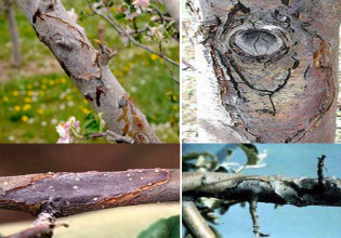 Μηλιά – Αχλαδιά: Χειμερινές επεμβάσεις κατά την περίοδο του λήθαργου