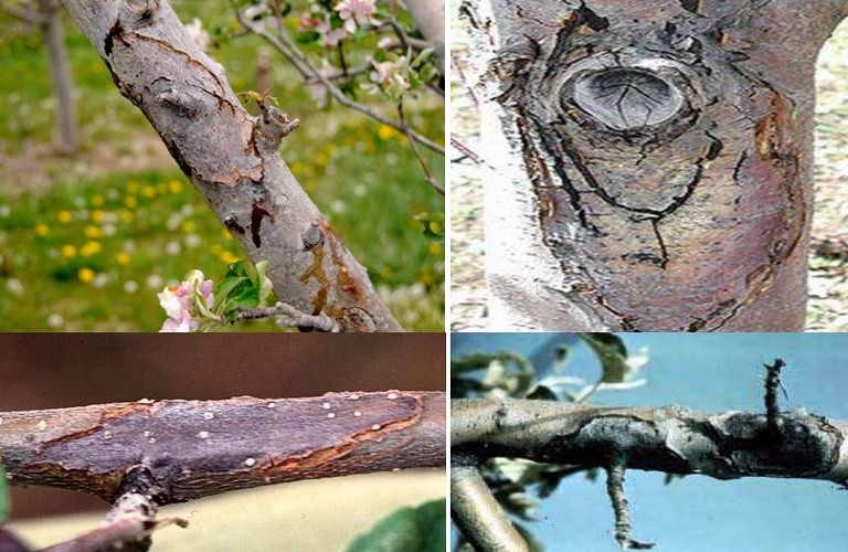 Μηλιά – Αχλαδιά: Χειμερινές επεμβάσεις κατά την περίοδο του λήθαργου