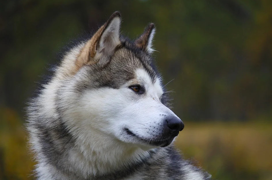 Σκύλος - Ένα Μάλαμουτ Αλάσκας αποχαιρετά την ιδιοκτήτριά του λίγο πριν την ευθανασία και συγκλονίζει