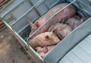 Προστασία ζώων – Παρωχημένοι και παραπλανητικοί οι κανόνες της ΕΕ