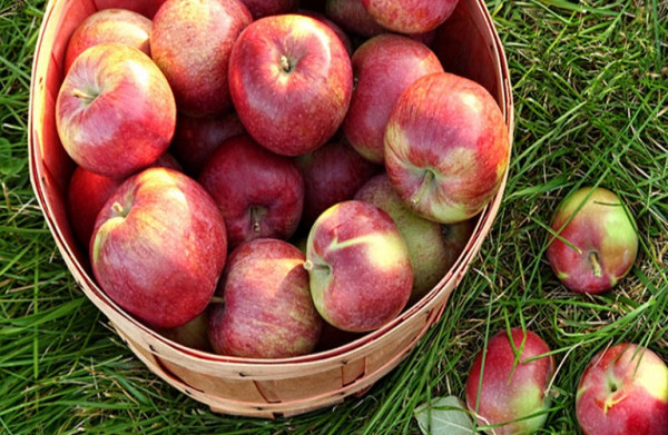 Μήλα: Στα 4 εκατ. ευρώ ετησίως η συνδεδεμένη ενίσχυση