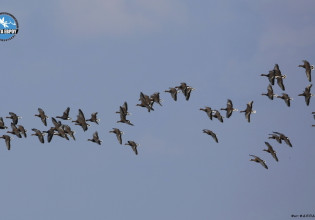 Δέλτα Εβρου: Κατέγραψε νέο ρεκόρ νανόκυκνων στις Μεσοχειμωνιάτικες Καταμετρήσεις