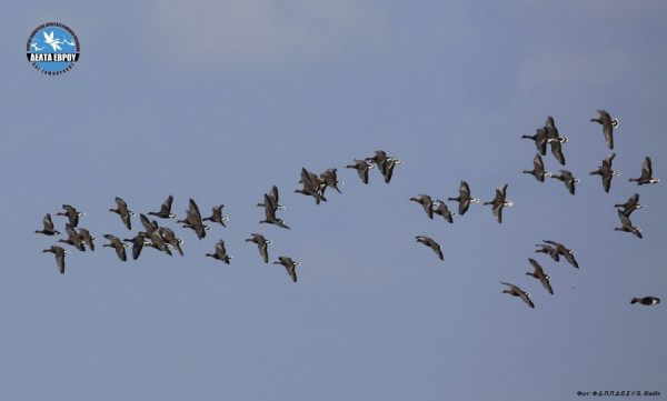Δέλτα Εβρου: Κατέγραψε νέο ρεκόρ νανόκυκνων στις Μεσοχειμωνιάτικες Καταμετρήσεις