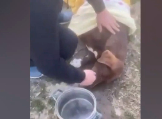 Νάουσα – Σκότωσαν την τυφλή σκυλίτσα που περπάτησε 10 χλμ. για να βρει αυτόν που την έσωσε