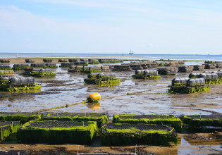 Υδατοκαλλιέργεια: Πρωταθλητές τα ψάρια – «Αδύναμα» όστρακα, φύκη και αυγοτάραχο