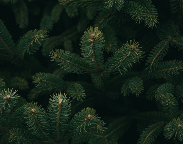 Πώς θα ανακυκλώσετε τα φυσικά χριστουγεννιάτικα δέντρα Το πρόγραμμα των δήμων Αττικής