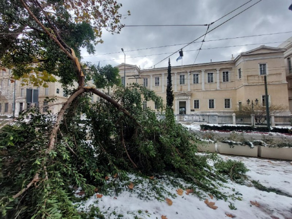 Κακοκαιρία «Ελπίδα»: Ζημιές από πεσμένα δέντρα σε γειτονιές στην Αττική – Αυτοψία του in