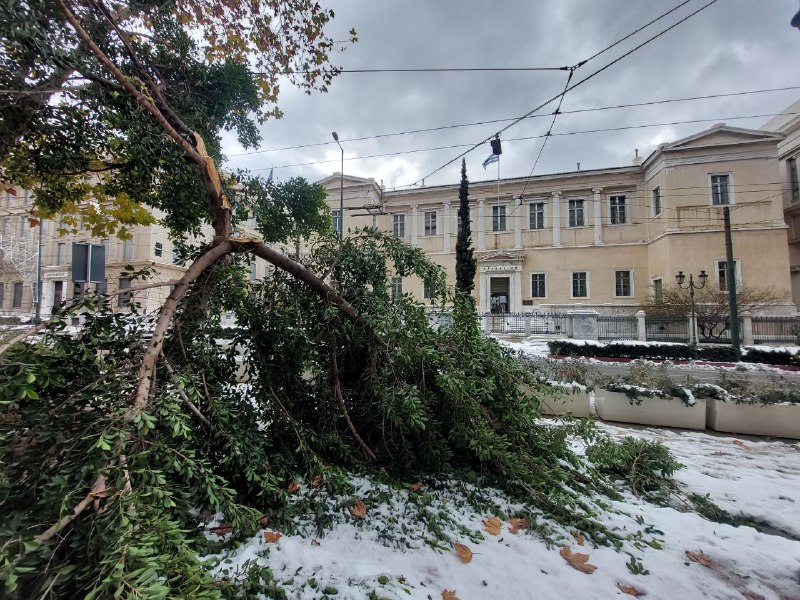 Κακοκαιρία «Ελπίδα»: Ζημιές από πεσμένα δέντρα σε γειτονιές στην Αττική - Αυτοψία του in