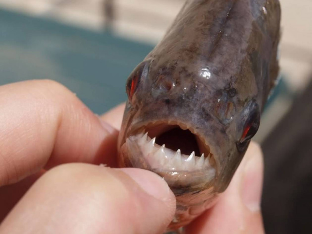 Τέσσερις νεκροί κολυμβητές από φονική επίθεση πιράνχας