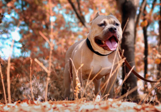 Πάτρα – Πιτμπουλ επιτέθηκε σε ζευγάρι και το εγγονάκι τους – Κατασπάραξε σκυλί