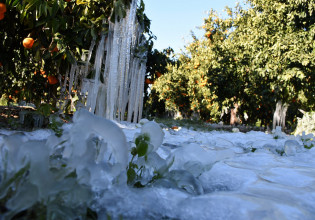 Εσπεριδοειδή: Μη εμπορεύσιμο μεγάλο μέρος της παραγωγής – Παγωμένοι οι καρποί