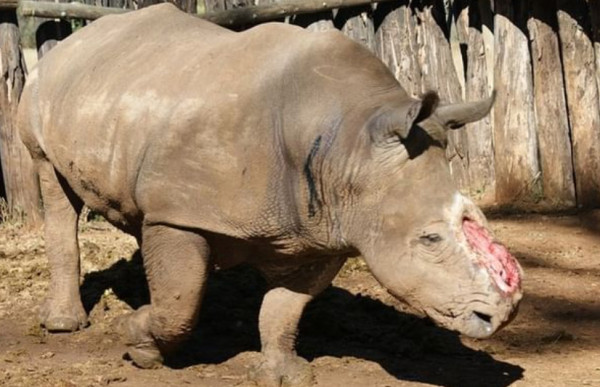 Ρινόκερος υπεβλήθη σε 30 επεμβάσεις μετά από άγρια επίθεση λαθροκυνηγών
