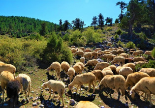 Βόρεια Εύβοια – Τα ποσά των αποζημιώσεων για τους άμεσα και έμεσσα πληττόμενους κτηνοτρόφους