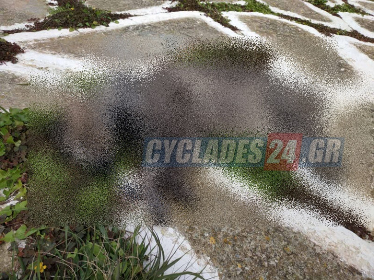 Σίκινος – Δηλητηρίασαν 35 γάτες – Οι 10 είναι νεκρές και άλλες 15 αναζητούνται