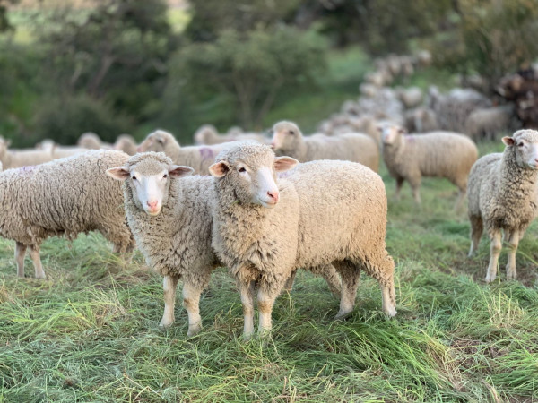 Γερμανία – Σχημάτισαν σύριγγα από… πρόβατα για να προωθήσουν τον εμβολιασμό