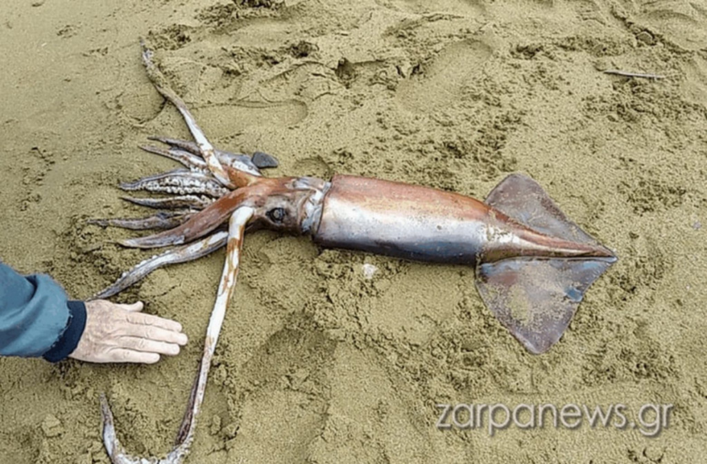 Χανιά – Θράψαλο ενός μέτρου βρέθηκε σε παραλία – Δείτε εικόνες & βίντεο