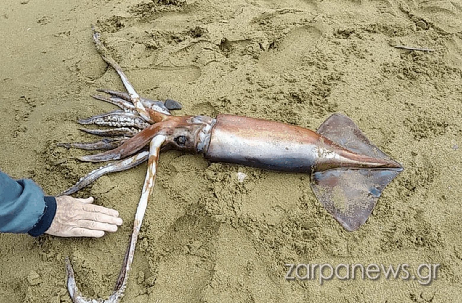 Χανιά - Θράψαλο ενός μέτρου βρέθηκε σε παραλία - Δείτε εικόνες & βίντεο