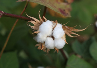 Βαμβάκι: Παράταση παράδοσης σύσπορου στους εκκοκκιστές