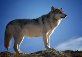 Αποκλειστικό MEGA – Τρόμος για οικογένεια στην Πάρνηθα – Τους επιτέθηκε λύκος και κατασπάραξε το σκυλί τους