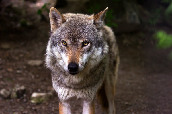 Διόνυσος: Το Δασονομείο κάνει λόγο για ιδιαίτερα επιθετικό είδος λύκου, τον Μονόλυκο