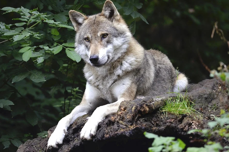 Πάρνηθα - Η ανακοίνωση της Περιβαλλοντικής Οργάνωσης «Καλλιστώ» για την επίθεση λύκου σε σκύλο