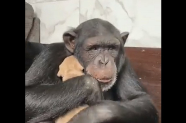 Χιμπατζής: Παίρνει αγκαλιά κουτάβι και γίνεται viral