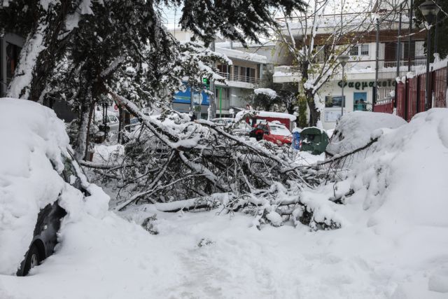 Κακοκαιρία «Ελπίδα»: Πεσμένα δέντρα από το χιόνι – Έντεκα συνεργεία δασεργατών στην Αθήνα