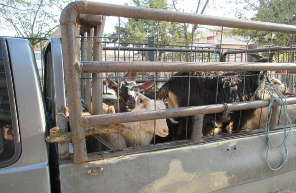 Προστασία ζώων – Πώς θα βελτιωθούν οι συνθήκες μεταφοράς – Τι ζητά το ΕΚ