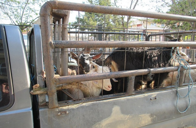 Προστασία ζώων – Πώς θα βελτιωθούν οι συνθήκες μεταφοράς – Τι ζητά το ΕΚ