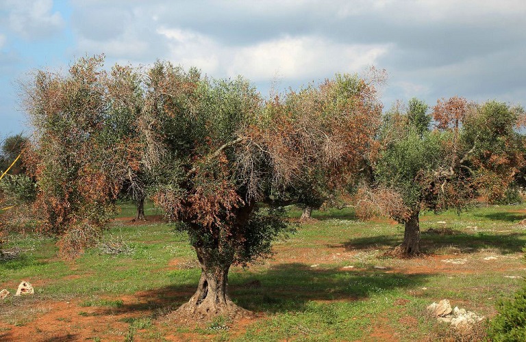 Xylella: Αυξημένος παραμένει ο κίνδυνος εισαγωγής του βακτηρίου στην χώρα