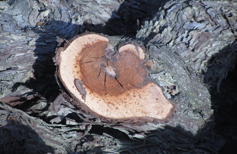 Αμπέλι: Οι ασθένειες του ξύλου - Καλλιεργητικά μέτρα