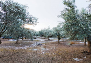 Ελιά – Εσπεριδοειδή – Προσοχή στον παγετό