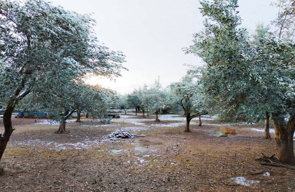 Ελιά – Εσπεριδοειδή – Προσοχή στον παγετό