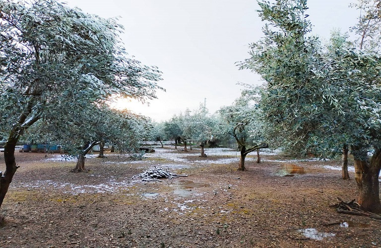 Ελιά – Εσπεριδοειδή – Προσοχή στον παγετό